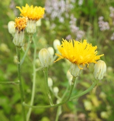 Crepis pannonica