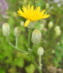 Crepis pannonica