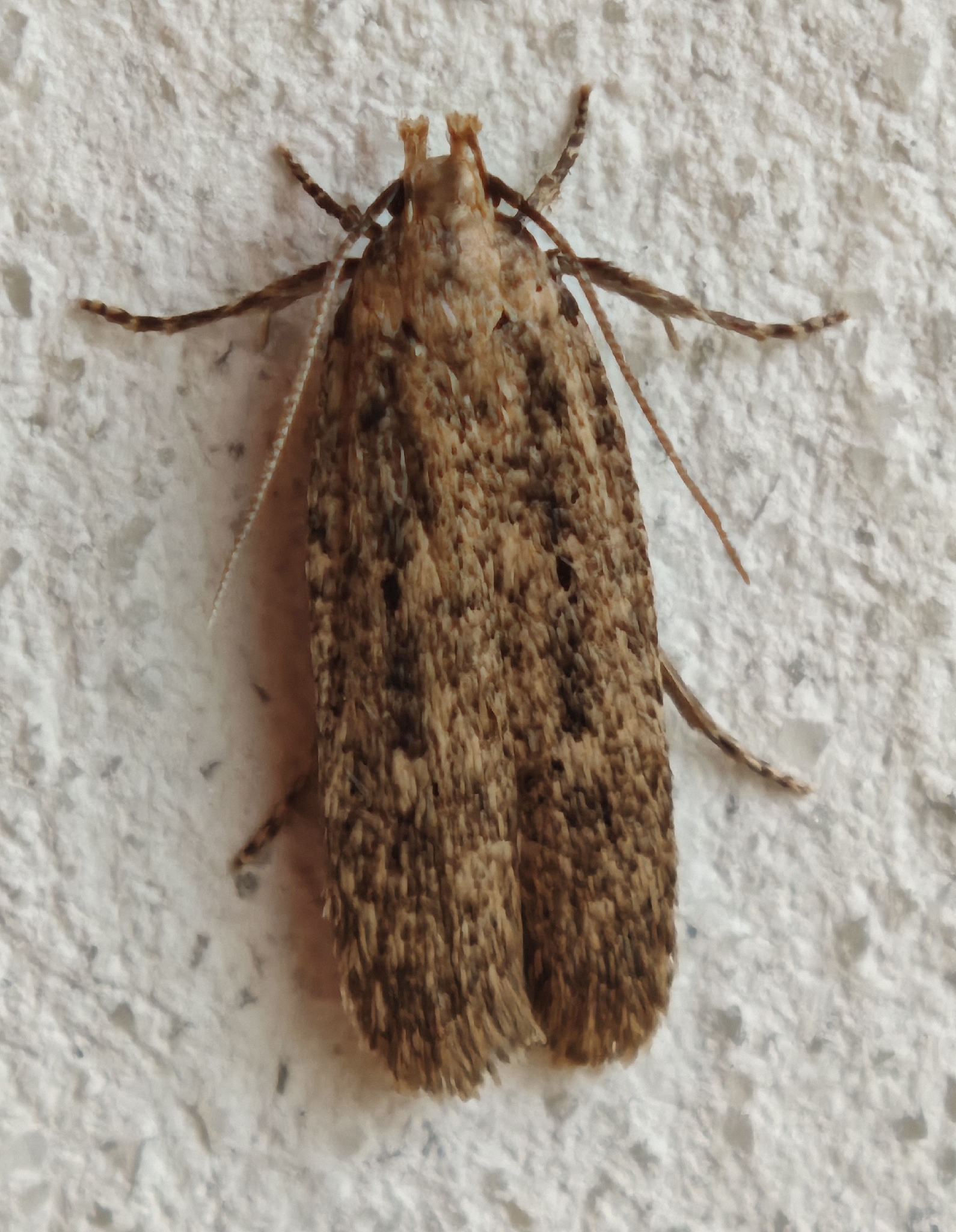 Platyedra subcinerea