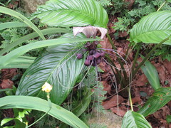 Tacca integrifolia