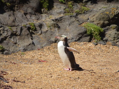 Megadyptes antipodes