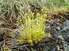 Sabulina stricta