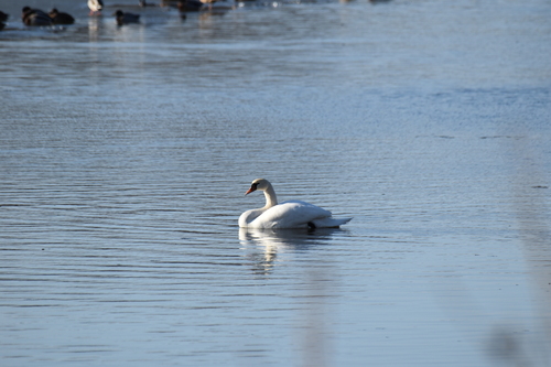 Mute Swan