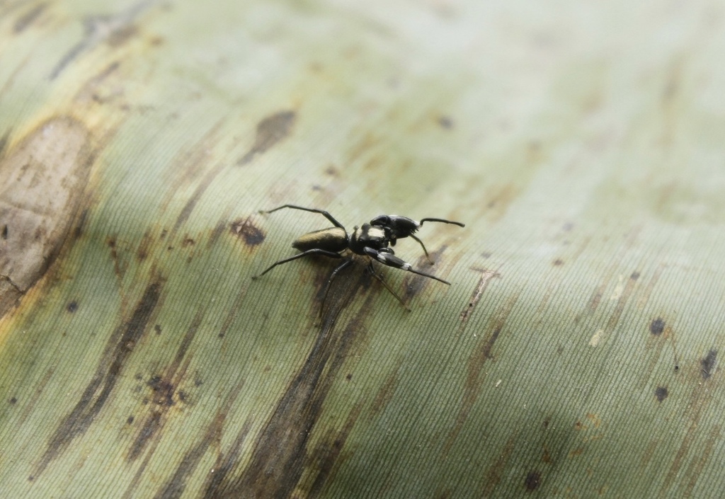 Scuted Jumping Spider