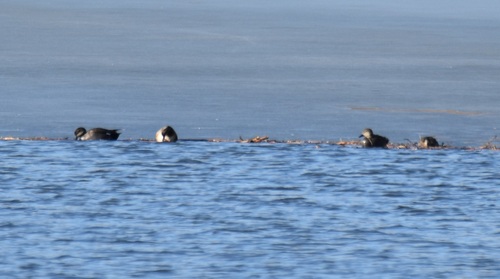 Gadwall