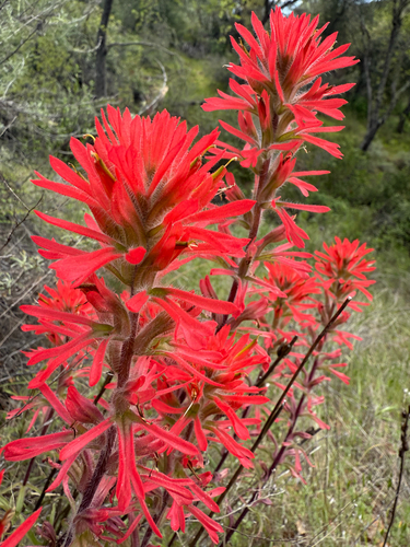 coast Indian paintbrush (Castilleja affinis ssp. affinis)