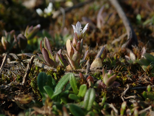 Holosteum umbellatum iNat (2)