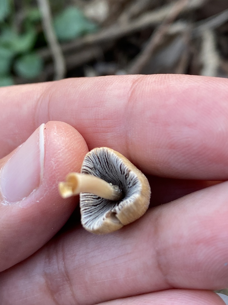 Coprinellus micaceus · March 2026 · photo: © katharinegk (iNaturalist, cc-by)