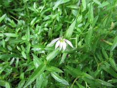 Lobelia chinensis