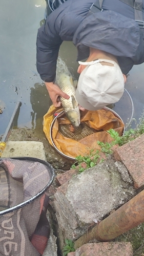 Grass Carp