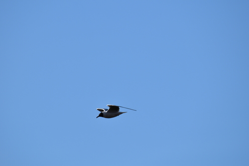 Black-headed Gull