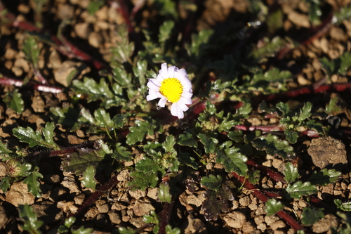 Afroaster erucifolius