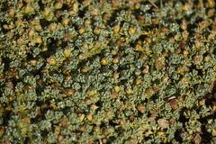 Euryops decumbens