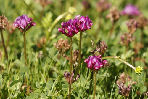 Wild Clover (Trifolium burchellianum)