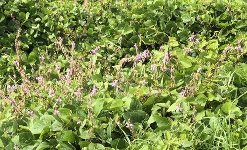 Pueraria montana observed 2018-11-16