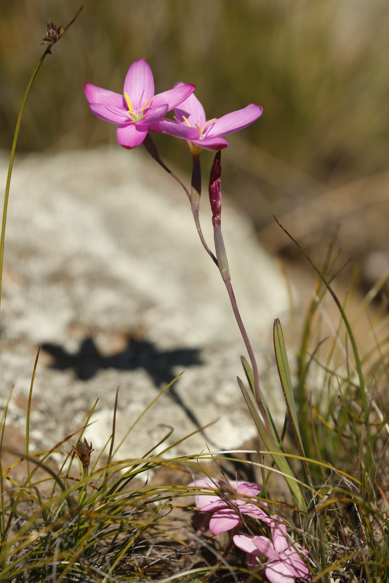 Grassveld Eveninglily (Hesperantha baurii)