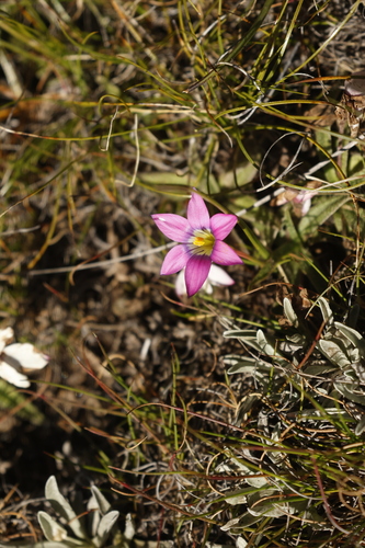 Romulea camerooniana