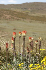 Kniphofia caulescens, photograph author not stated, no rights reserved