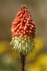 Kniphofia caulescens, photograph author not stated, no rights reserved