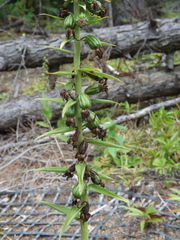 Epipactis papillosa