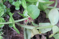 Sedum rhodocarpum