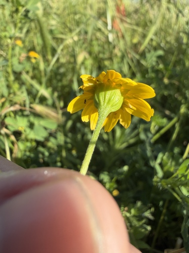 Yellowray Goldfields (Lasthenia glabrata)