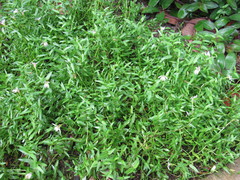 Lobelia chinensis