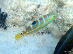 Halichoeres radiatus