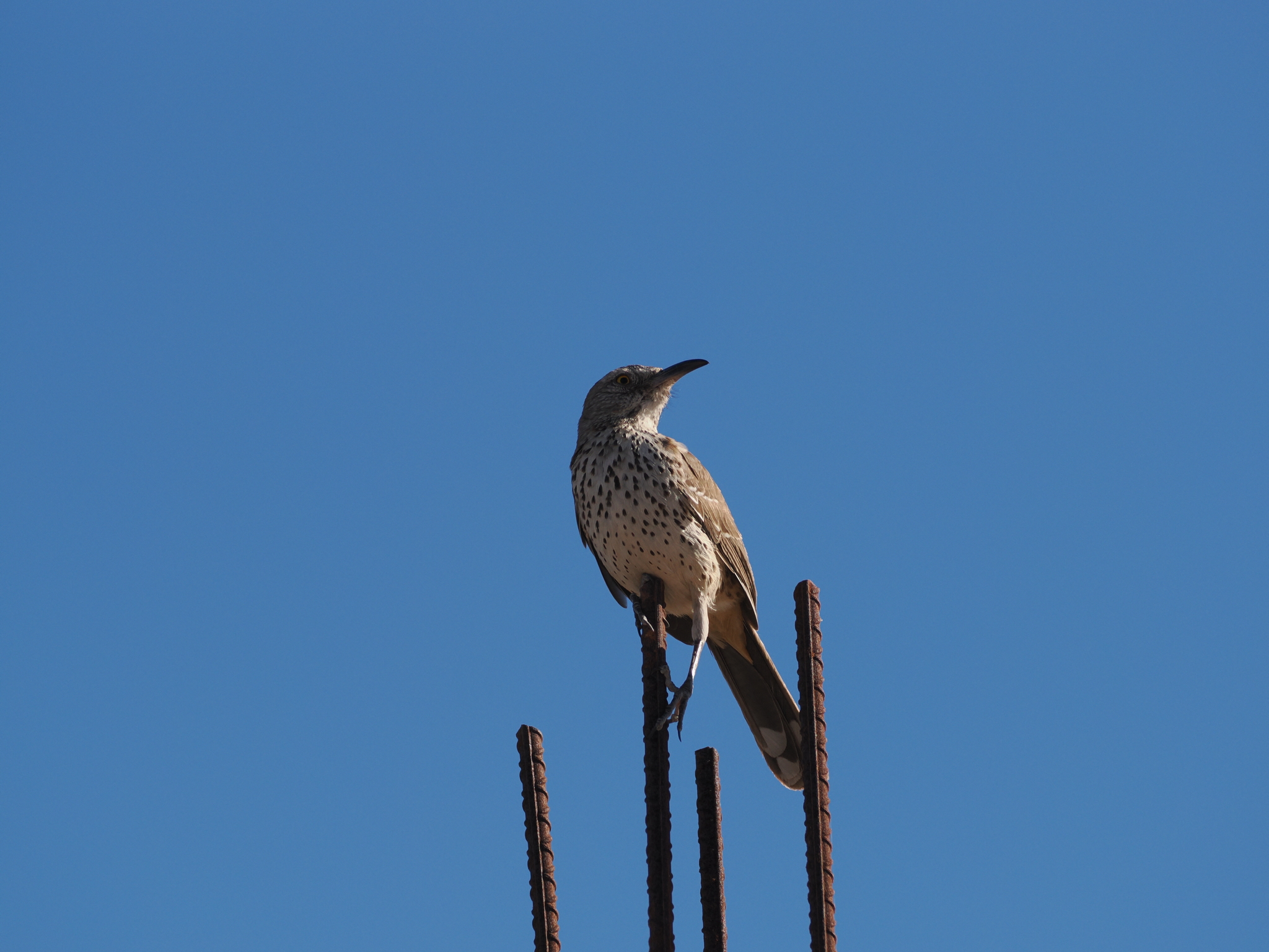 Grey Thrasher (Toxostoma cinereum), photo 2