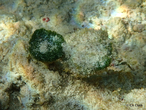 Flat-top Bristle Brush (Penicillus pyriformis) · iNaturalist