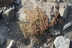 Euphorbia granulata
