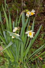 Narcissus tazetta tazetta