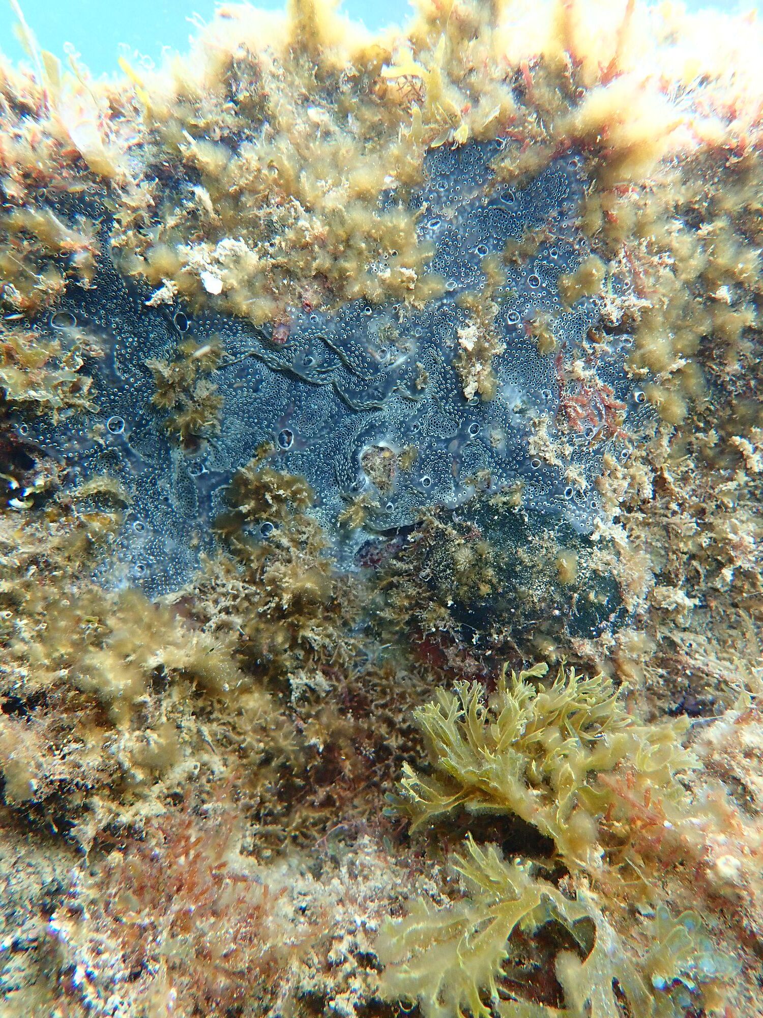 Diplosoma spongiforme (Giard, 1872)