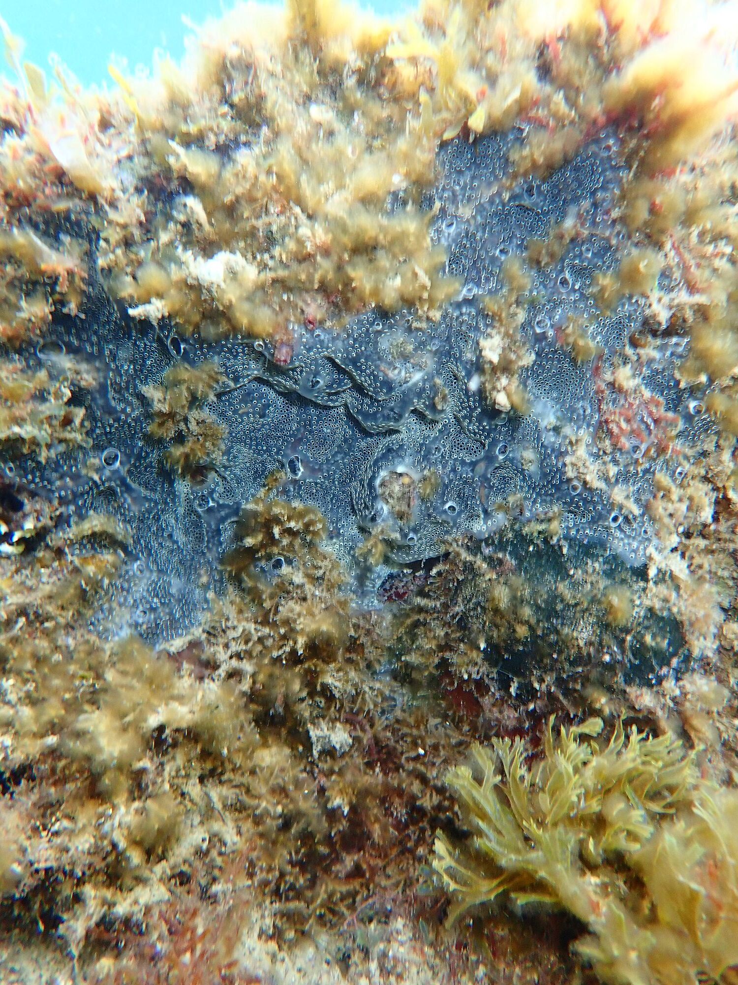 Diplosoma spongiforme (Giard, 1872)