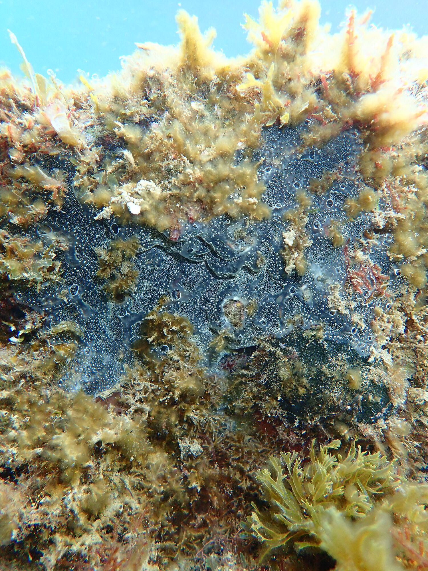 Diplosoma spongiforme (Giard, 1872)
