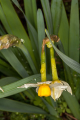 Narcissus tazetta tazetta