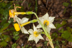 Narcissus tazetta tazetta