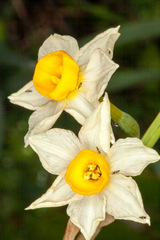 Narcissus tazetta tazetta
