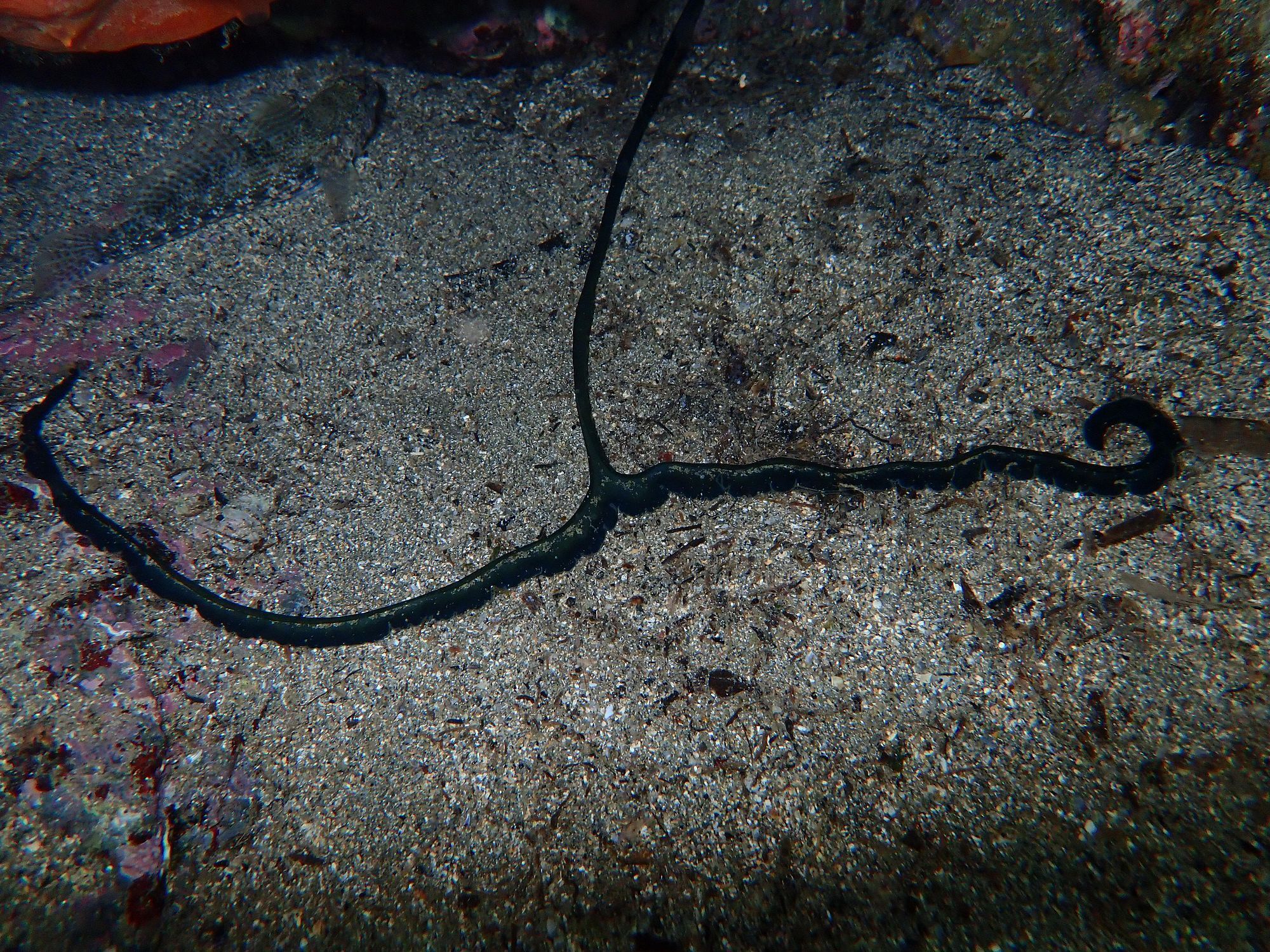 Bonellia viridis Rolando, 1822