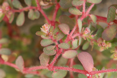Euphorbia granulata