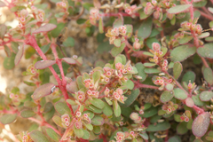 Euphorbia granulata
