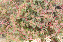 Euphorbia granulata