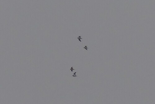 Pin-tailed Sandgrouse (Pterocles alchata), photo 3