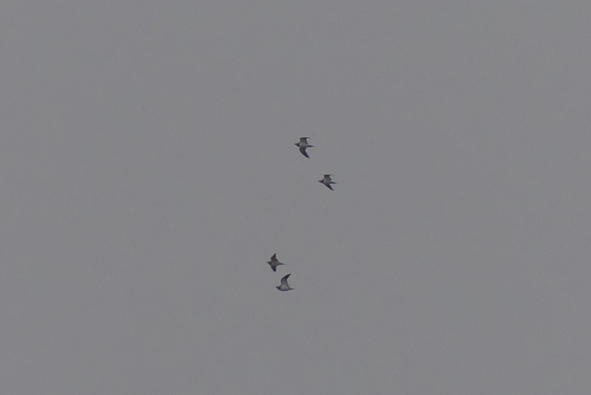 Pin-tailed Sandgrouse (Pterocles alchata), photo 3