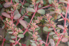 Euphorbia granulata