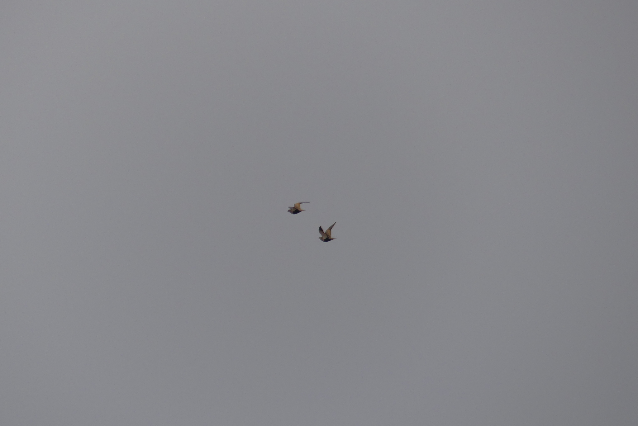Black-bellied Sandgrouse (Pterocles orientalis), photo 3