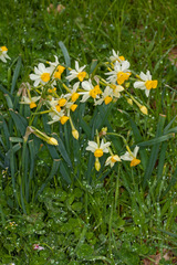 Narcissus tazetta tazetta