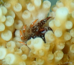 Domecia acanthophora