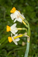 Narcissus tazetta tazetta