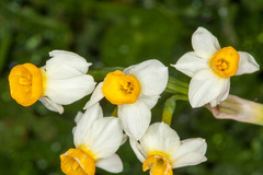 Narcissus tazetta tazetta